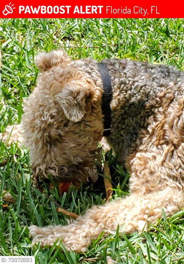 Lost Male Dog last seen 87ave SW. 2 street, Florida City, FL 33034