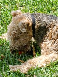 Lost Male Dog last seen 87ave SW. 2 street, Florida City, FL 33034