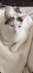 Lost Female Cat last seen Behind Harris Teeter on Glenwood Avenue at the corners of Brier Creek, Durham, NC 27703