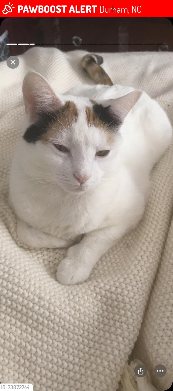Lost Female Cat last seen Behind Harris Teeter on Glenwood Avenue at the corners of Brier Creek, Durham, NC 27703