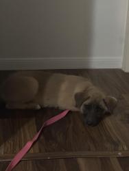 Found/Stray Female Dog last seen Marine creek parkway and NW College drive, Fort Worth, TX 76179