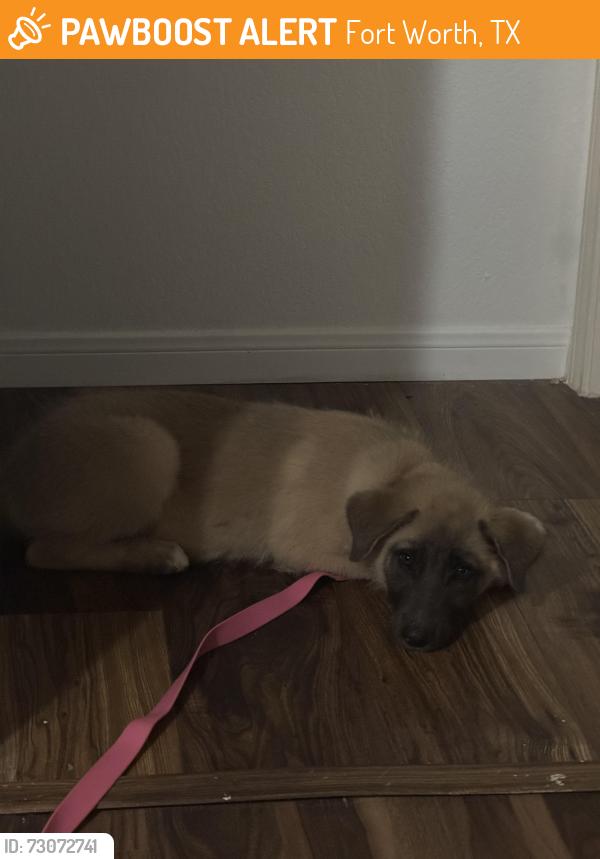 Found/Stray Female Dog last seen Marine creek parkway and NW College drive, Fort Worth, TX 76179