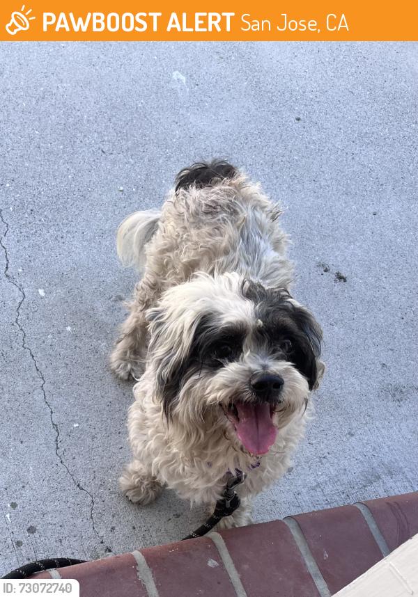 Found/Stray Male Dog last seen McKee and Capital Ave, San Jose, CA 95127