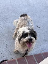 Found/Stray Male Dog last seen McKee and Capital Ave, San Jose, CA 95127