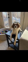 Lost Female Dog last seen Last near Windrift Dr off Dabbs Bridge Rd, Dallas, GA 30132