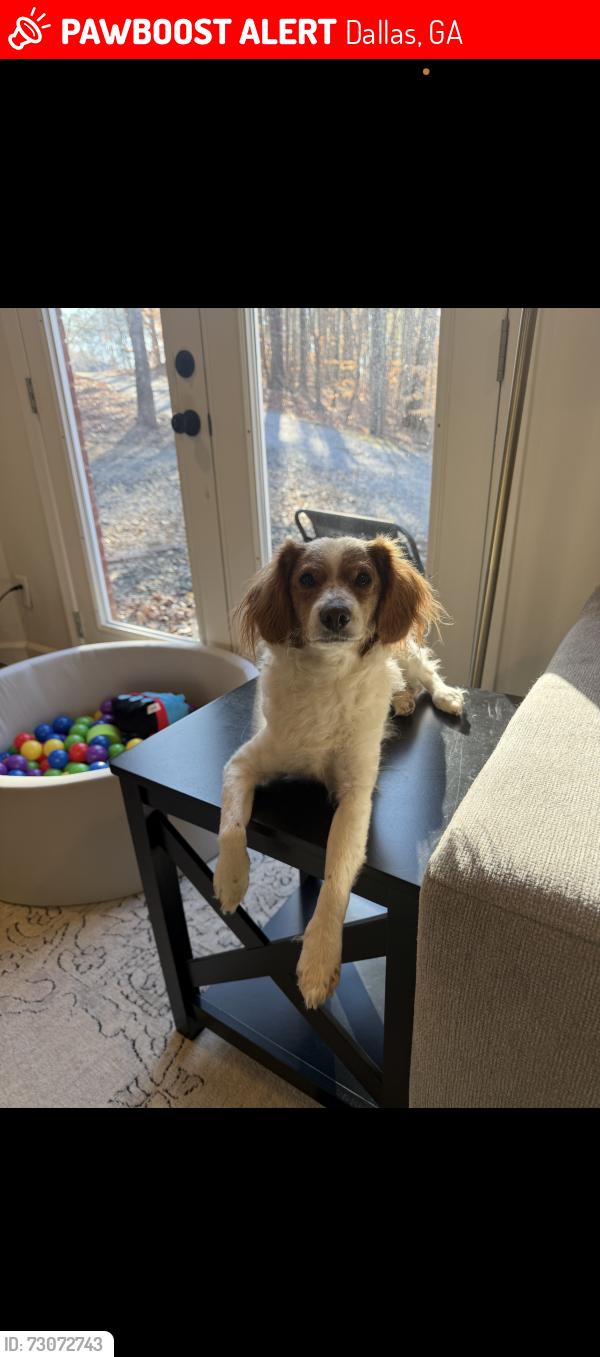 Lost Female Dog last seen Last near Windrift Dr off Dabbs Bridge Rd, Dallas, GA 30132