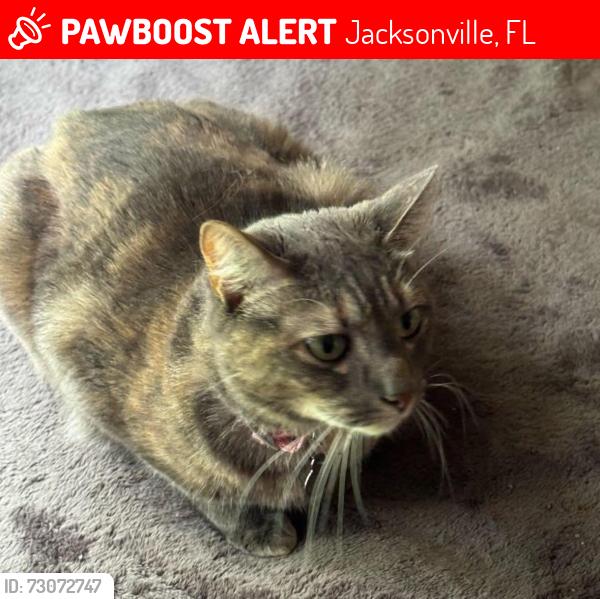 Lost Female Cat last seen Nettington and Coldfield, Jacksonville, FL 32246