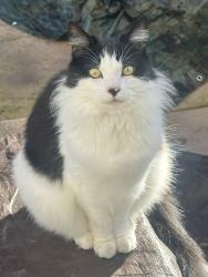 Reunited Male Cat last seen Neroly Rd & O’Hara Ave by Freedom High School , Oakley, CA 94561