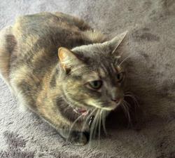 Lost Female Cat last seen Nettington and Coldfield, Jacksonville, FL 32246