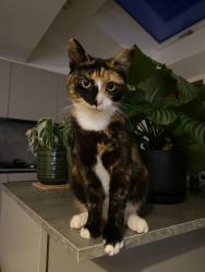 Reunited Female Cat last seen Kingsmead roundabout, Tattenhoe Park, England MK4 4QF