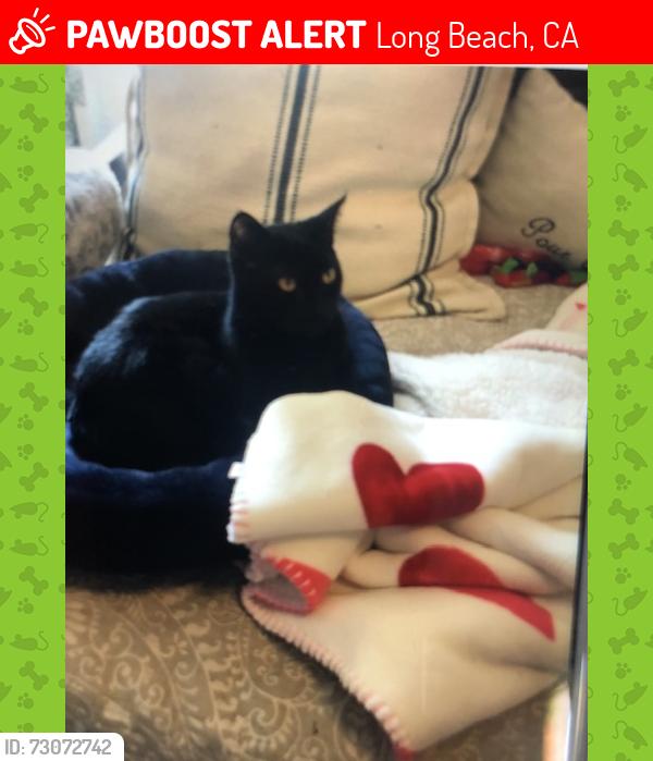 Lost Female Cat last seen Near E 2nd Street LB, Long Beach, CA 90803