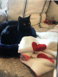 Lost Female Cat last seen Near E 2nd Street LB, Long Beach, CA 90803
