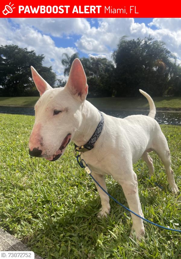 Lost Male Dog last seen Olinda park, Miami, FL 33142