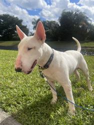 Lost Male Dog last seen Olinda park, Miami, FL 33142