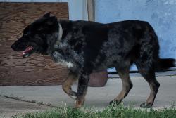 Found/Stray Male Dog last seen Hwy 53 & Co Road 379, Lott, TX 76656
