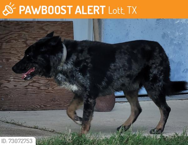 Found/Stray Male Dog last seen Hwy 53 & Co Road 379, Lott, TX 76656