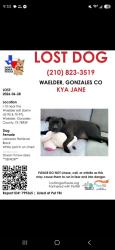 Lost Female Dog last seen I10 and waelder, Waelder, TX 78959
