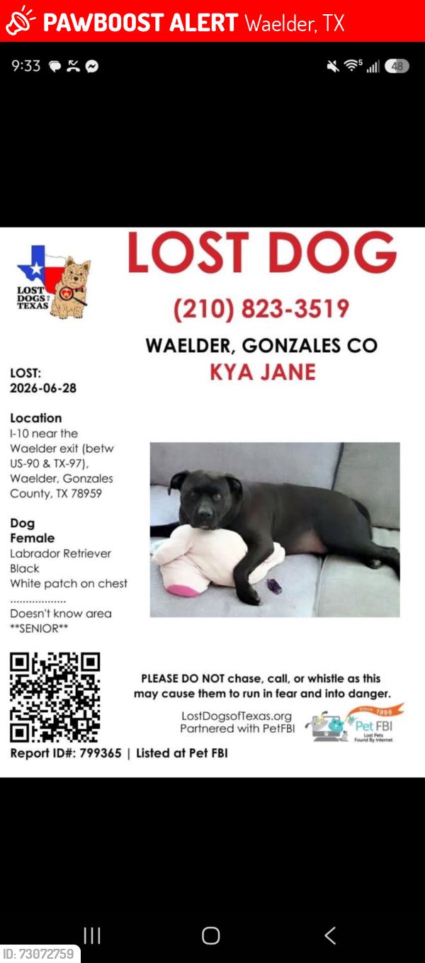 Lost Female Dog last seen I10 and waelder, Waelder, TX 78959