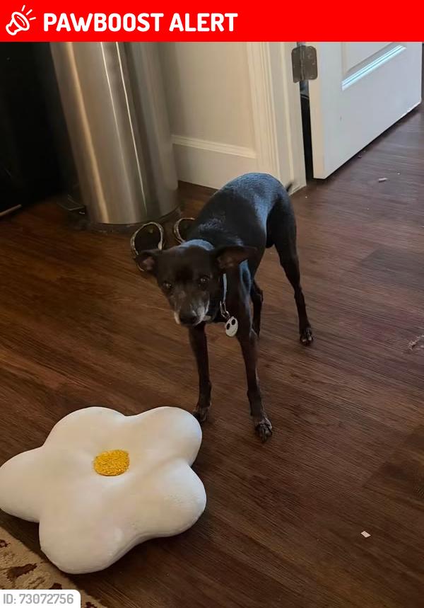Lost Male Dog last seen Saratoga road and pioneer crossing, Saratoga Springs, UT 84045