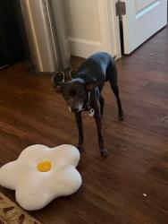 Lost Male Dog last seen Saratoga road and pioneer crossing, Saratoga Springs, UT 84045