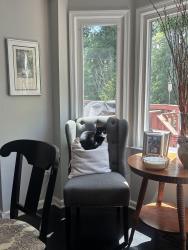 Reunited Female Cat last seen Harvest court, Centreville, VA 20120