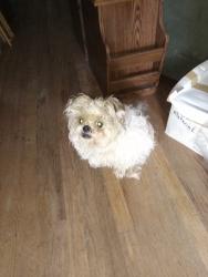 Lost Male Dog last seen Powell and moundale dr, Ferguson, MO 63135