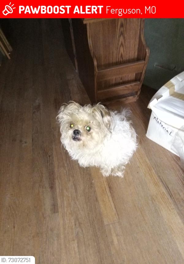 Lost Male Dog last seen Powell and moundale dr, Ferguson, MO 63135