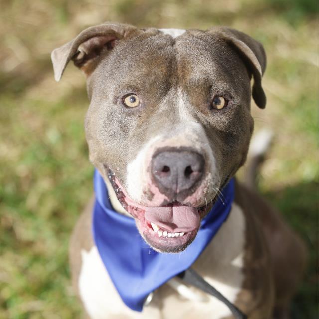 Shelter Stray Male Dog last seen Near BLOCK S LAREDO ST, 4710 TX-151, San Antonio, TX 78227, USA