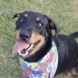 Shelter Stray Male Dog last seen BARTMER ST, 4710 TX-151, San Antonio, TX 78227, USA