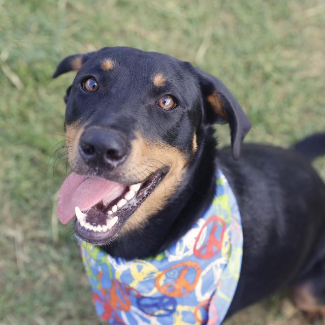 Shelter Stray Male Dog last seen BARTMER ST, 4710 TX-151, San Antonio, TX 78227, USA