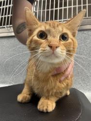 Shelter Stray Male Cat last seen Near, 2600 S Harding St, Indianapolis, IN 46221, USA