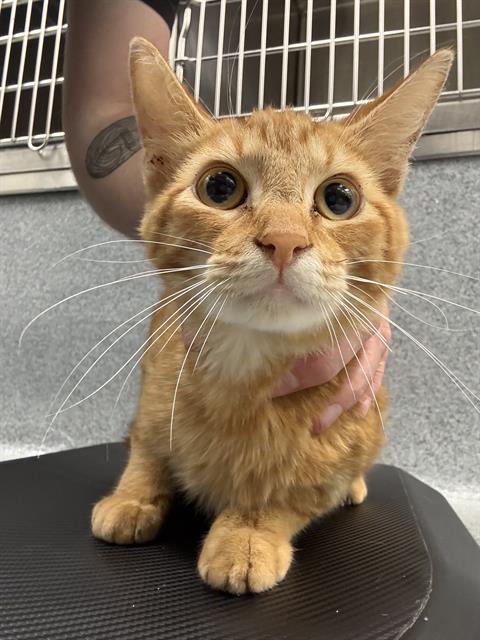 Shelter Stray Male Cat last seen Near, 2600 S Harding St, Indianapolis, IN 46221, USA