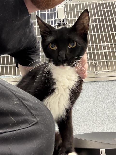 Shelter Stray Female Cat last seen Near, 2600 S Harding St, Indianapolis, IN 46221, USA