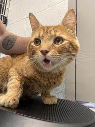 Shelter Stray Male Cat last seen Near, 2600 S Harding St, Indianapolis, IN 46221, USA