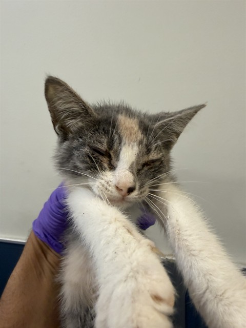 Shelter Stray Female Cat last seen Near BLOCK W 21 ST, 3599 NW 79th Ave, Doral, FL 33122, USA