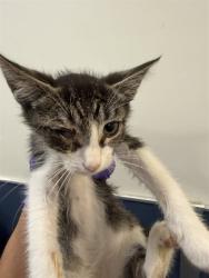 Shelter Stray Male Cat last seen Near BLOCK W 21 ST, 3599 NW 79th Ave, Doral, FL 33122, USA