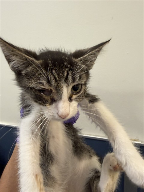 Shelter Stray Male Cat last seen Near BLOCK W 21 ST, 3599 NW 79th Ave, Doral, FL 33122, USA