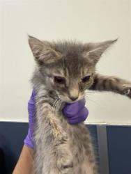 Shelter Stray Female Cat last seen Near BLOCK W 21 ST, 3599 NW 79th Ave, Doral, FL 33122, USA