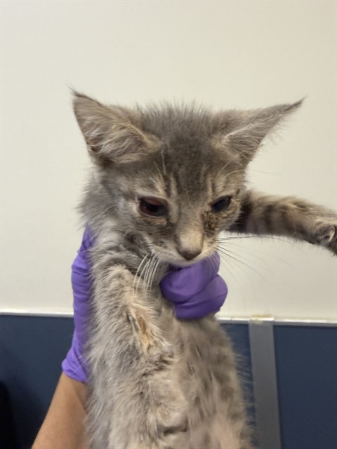 Shelter Stray Female Cat last seen Near BLOCK W 21 ST, 3599 NW 79th Ave, Doral, FL 33122, USA