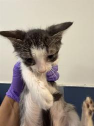 Shelter Stray Male Cat last seen Near BLOCK W 21 ST, 3599 NW 79th Ave, Doral, FL 33122, USA