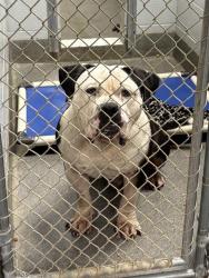 Shelter Stray Male Dog last seen CAVETT DR, 4950 SW Triana Blvd, Huntsville, AL 35805, USA