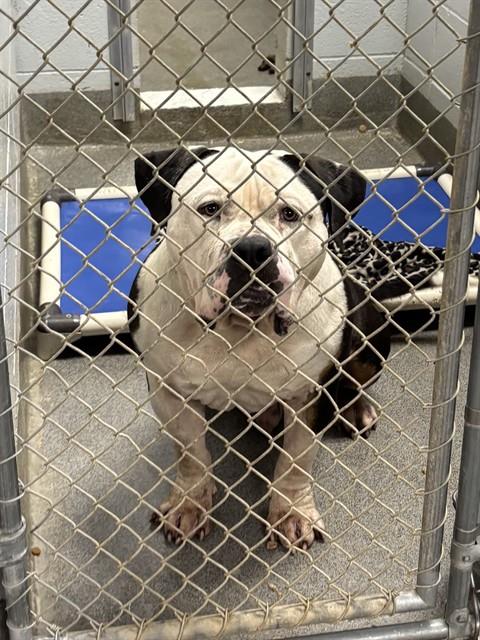 Shelter Stray Male Dog last seen CAVETT DR, 4950 SW Triana Blvd, Huntsville, AL 35805, USA