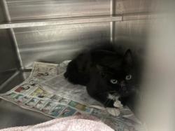 Shelter Stray Male Cat last seen , West Valley Animal Shelter, 20655 Plummer St, Chatsworth, CA 91311, USA
