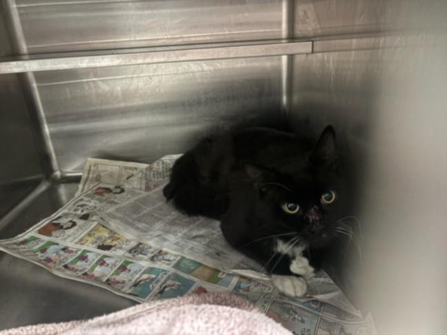 Shelter Stray Male Cat last seen , West Valley Animal Shelter, 20655 Plummer St, Chatsworth, CA 91311, USA