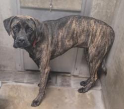Shelter Stray Female Dog last seen , 14409 Vanowen St, Van Nuys, CA 91405, USA