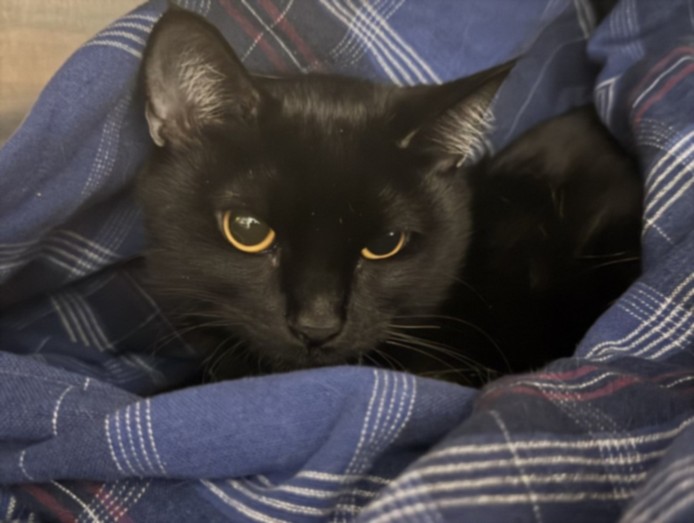 Shelter Stray Female Cat last seen , West Valley Animal Shelter, 20655 Plummer St, Chatsworth, CA 91311, USA