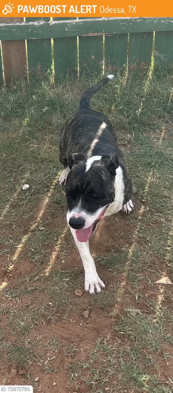 Found/Stray Male Dog last seen 12th street, Odessa, TX 79761