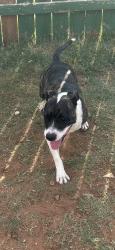 Found/Stray Male Dog last seen 12th street, Odessa, TX 79761