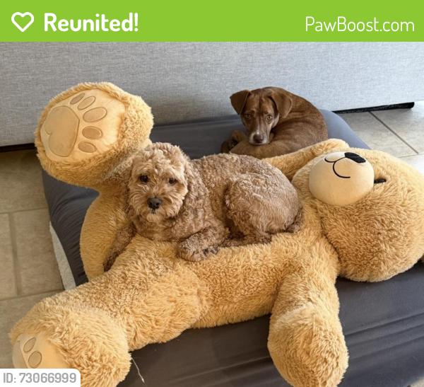 Reunited Male Dog last seen Gage lane - northwestern hosp - lake Forest place , Lake Forest, IL 60045