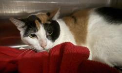 Shelter Stray Female Cat last seen , West Valley Animal Shelter, 20655 Plummer St, Chatsworth, CA 91311, USA